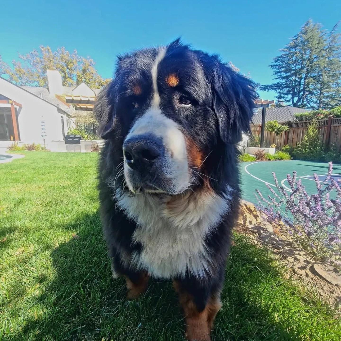Pet Friendly Poop Patrol