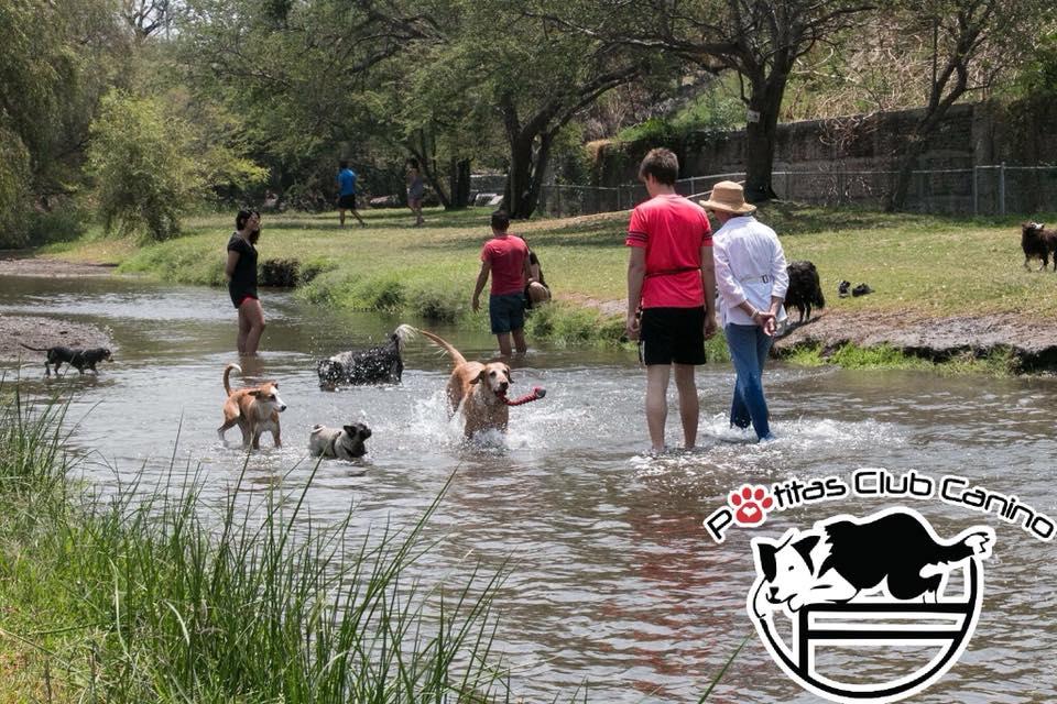 Patitas Club Canino