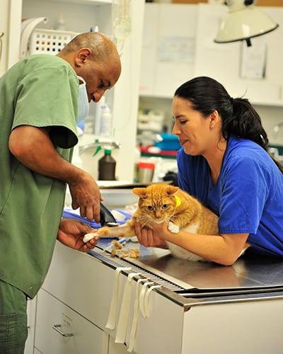 Pet Friendly Town & Country Animal Hospital