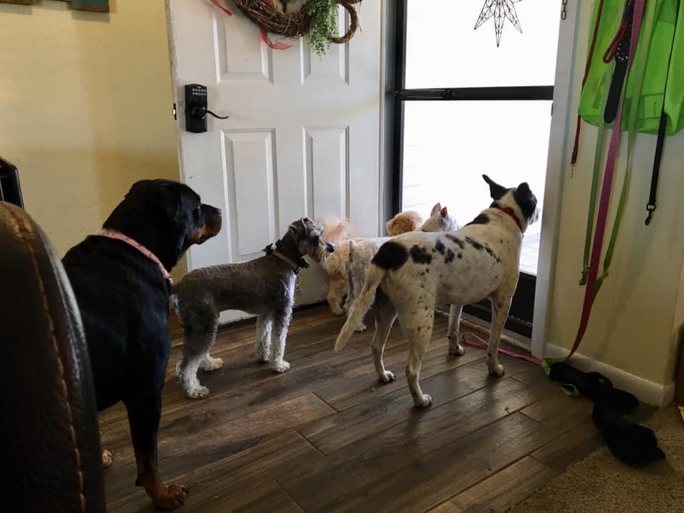 Dog walker west island top