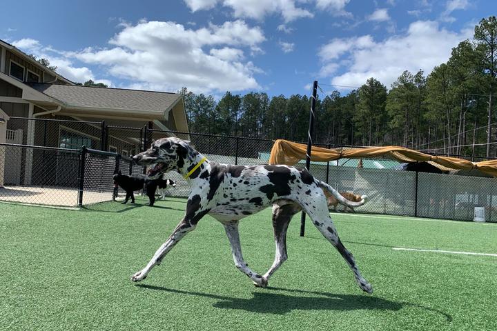 Pet Friendly Green Beagle Lodge