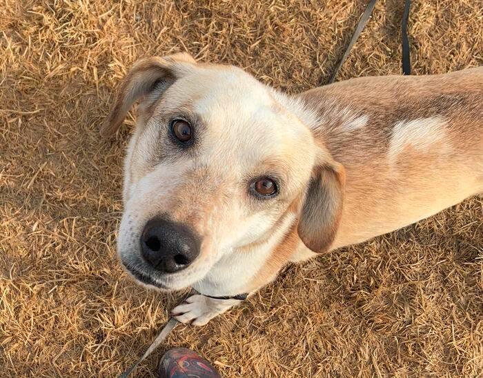 Vic spca clearance