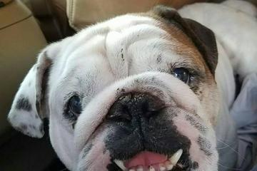 Directory Of Animal Shelters In Indian Trail Nc Bringfido