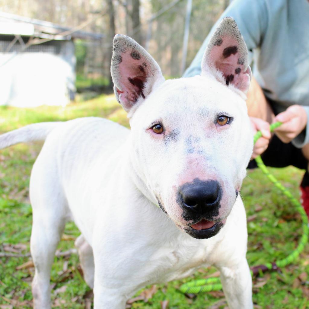 Pet Friendly Southern Pines Animal Shelter