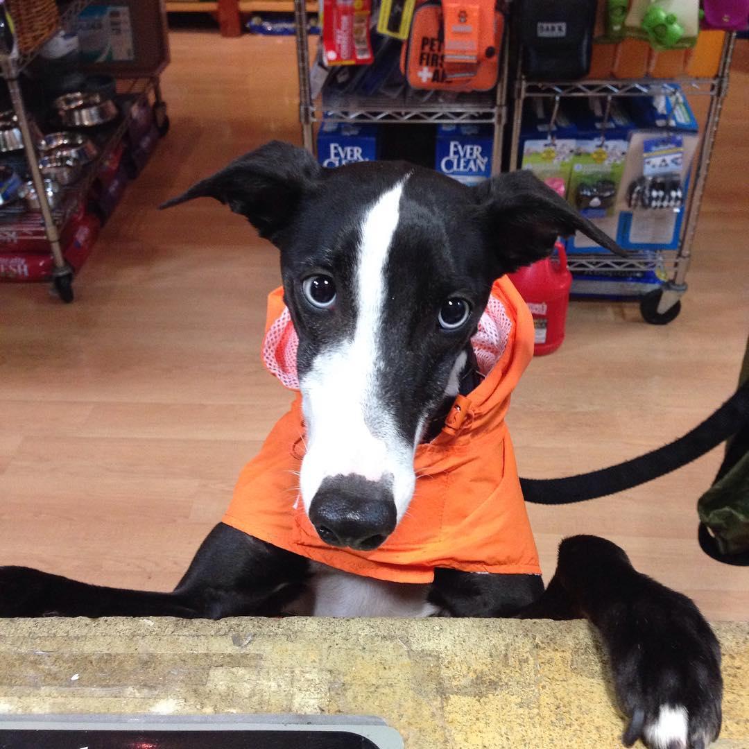Jeffreys dog supplies online