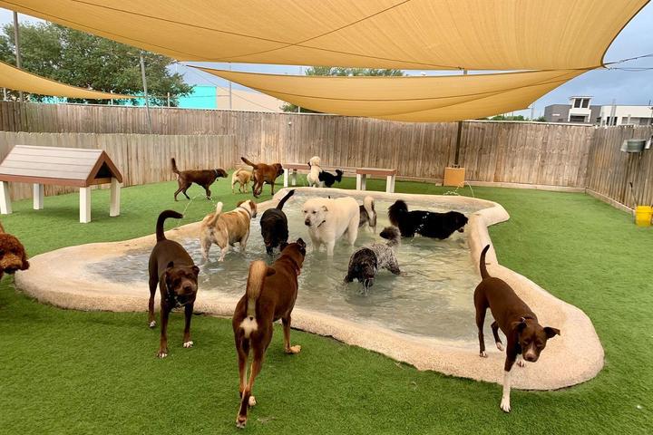 Pet Friendly Camp Run-A-Mutt Houston Galleria