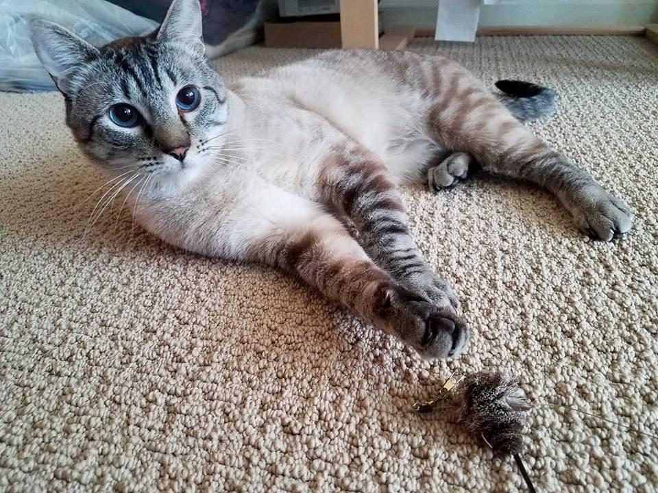 Directory Of Pet Sitters Dog Walkers In Ballard Wa Bringfido