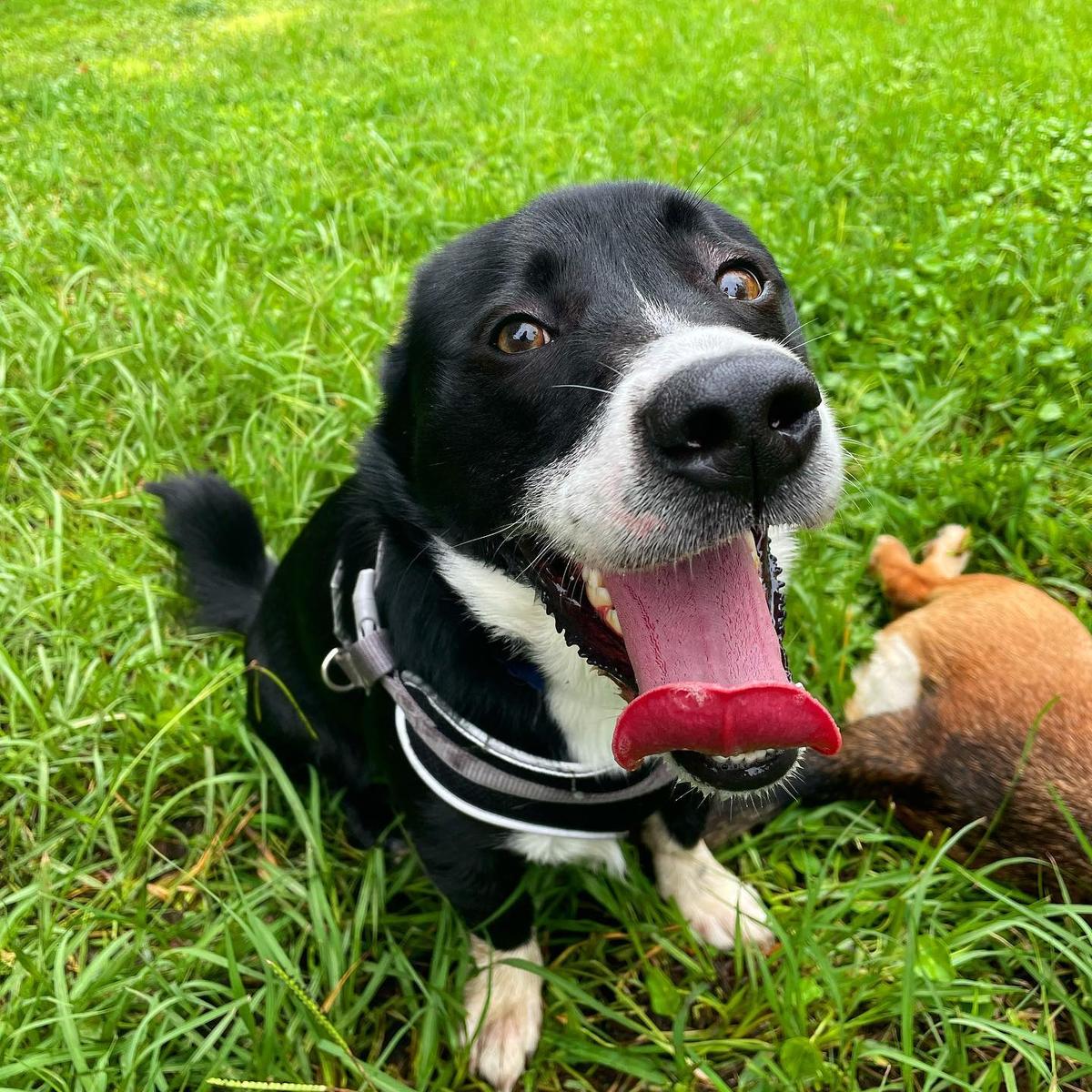 North Tampa Pet Depot