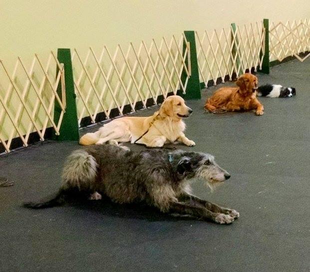 Murfreesboro Obedience Training Club