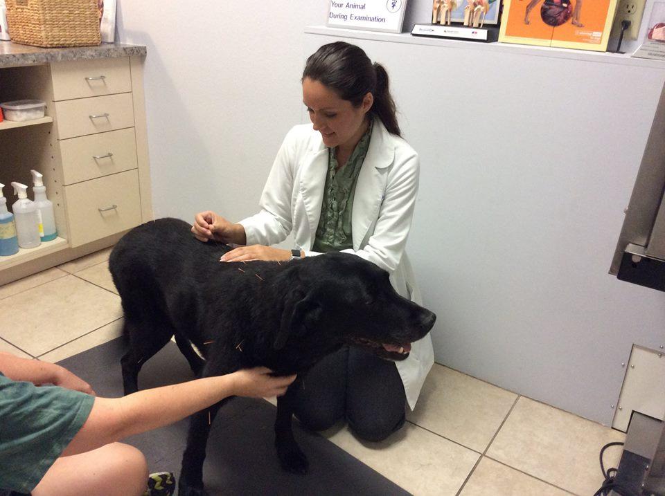 Debary Animal Clinic
