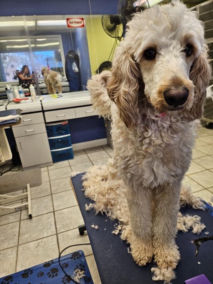 Pet Friendly Beech Grove Pet Grooming