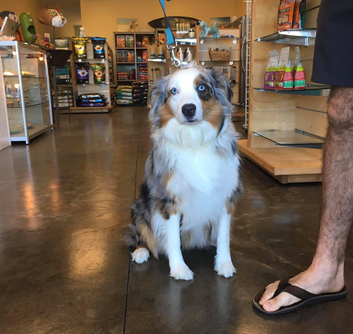 Good dog healthy pet market hotsell