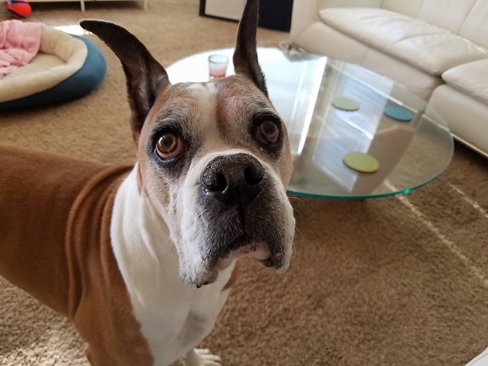 happy paws dog sitting