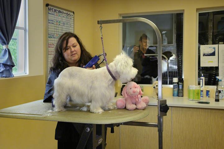 Pet Friendly Calusa Veterinary Center