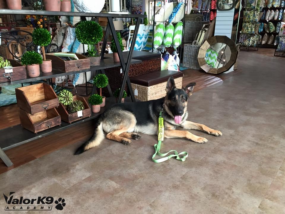 Camelot k9 hot sale academy
