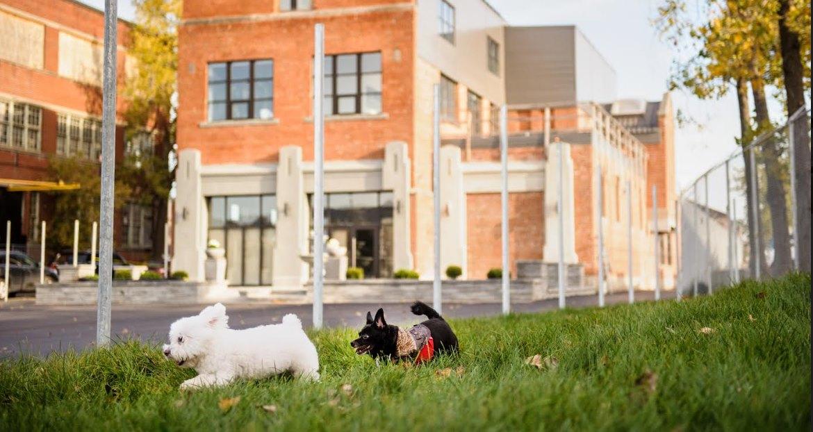 Directory of Doggie Daycare Boarding in Kirkland QC BringFido