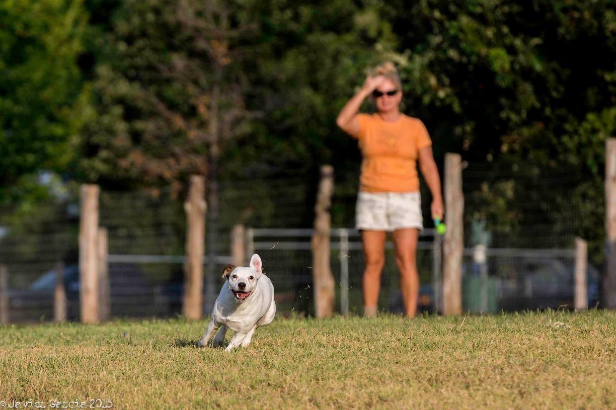 Pet Friendly Sea Paws Dog Resort