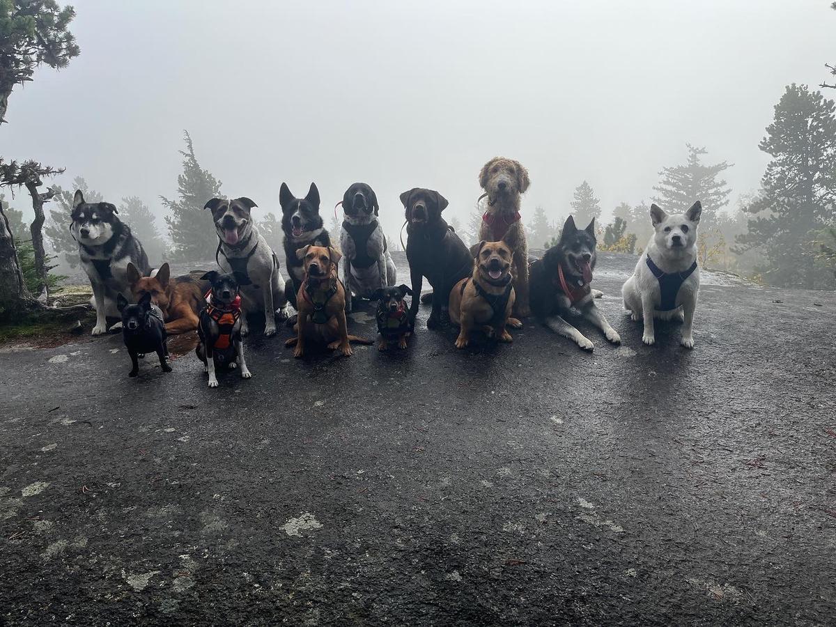 Mountain mutts pet grooming sales