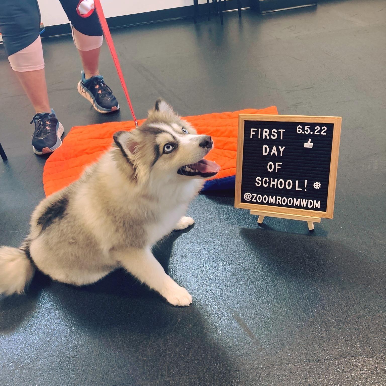 Pet Friendly Zoom Room Dog Training
