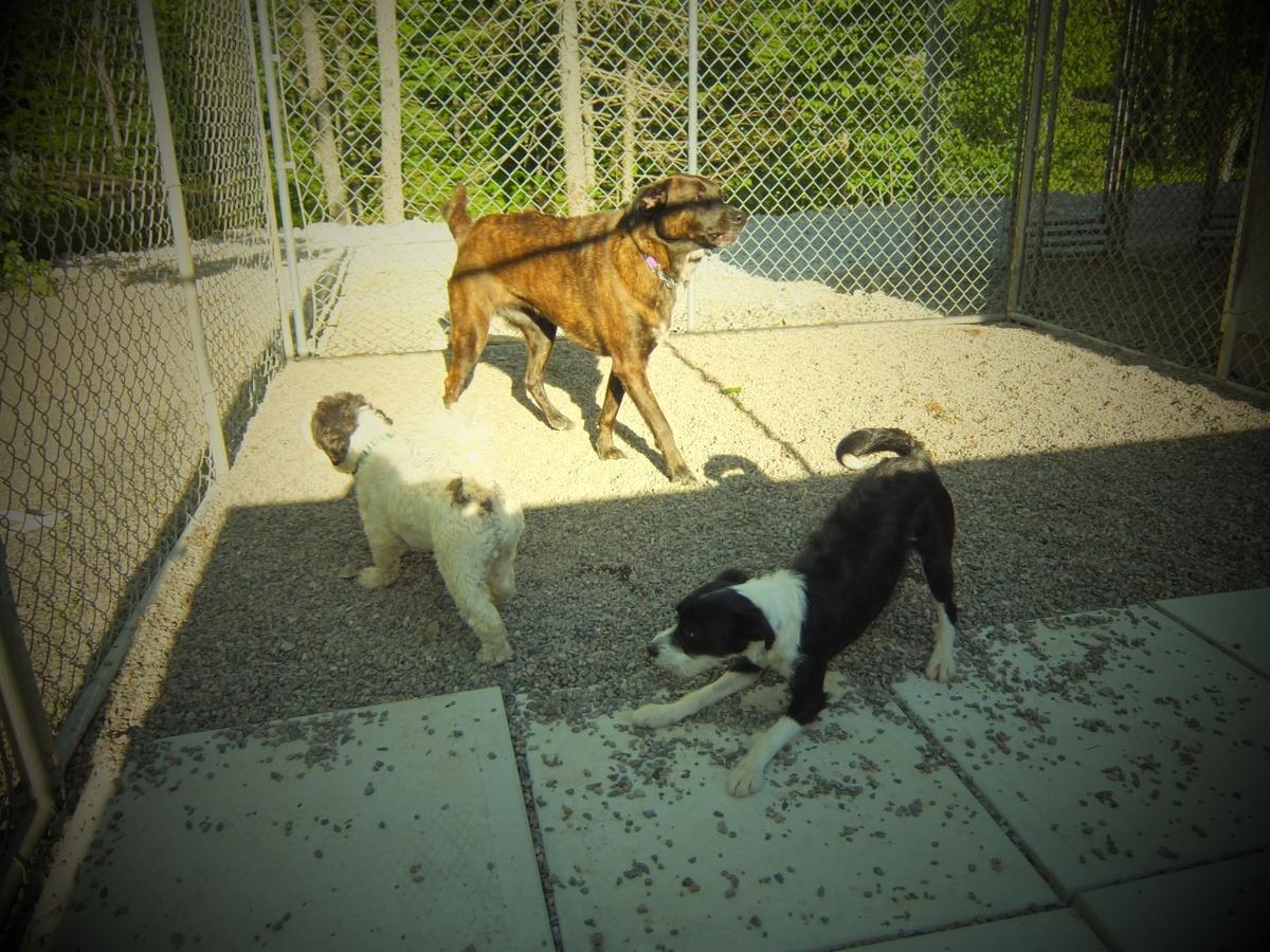 Directory of Doggie Daycare Boarding in Sydney NS BringFido