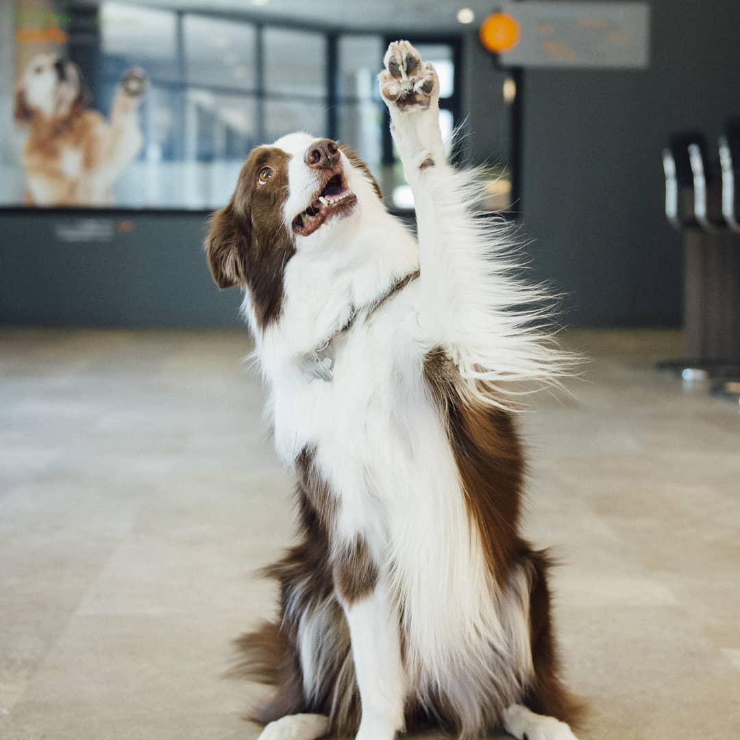 Dogtopia of Westchase