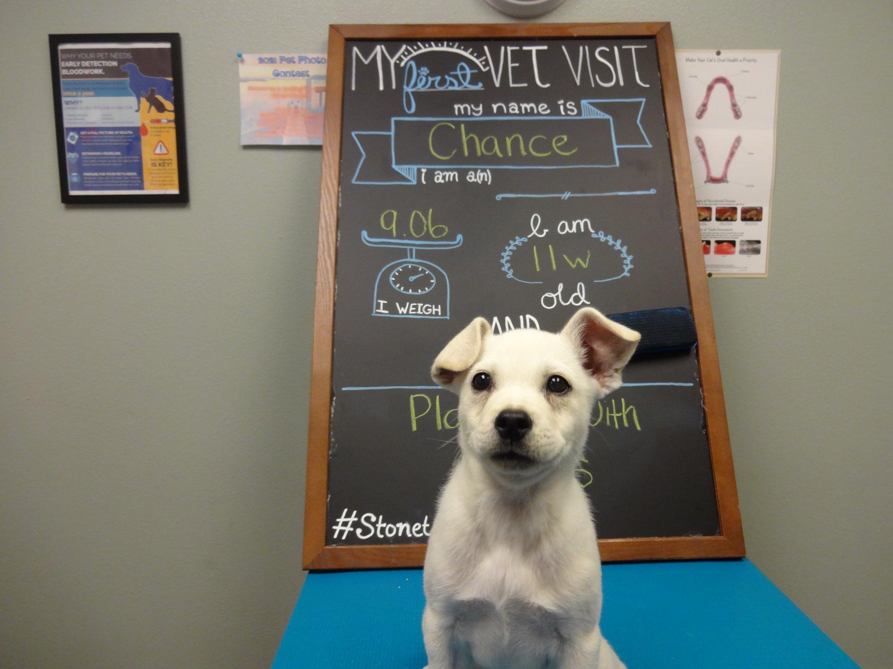 Pet Friendly Stonetree Veterinary Clinic and Pet Boutique