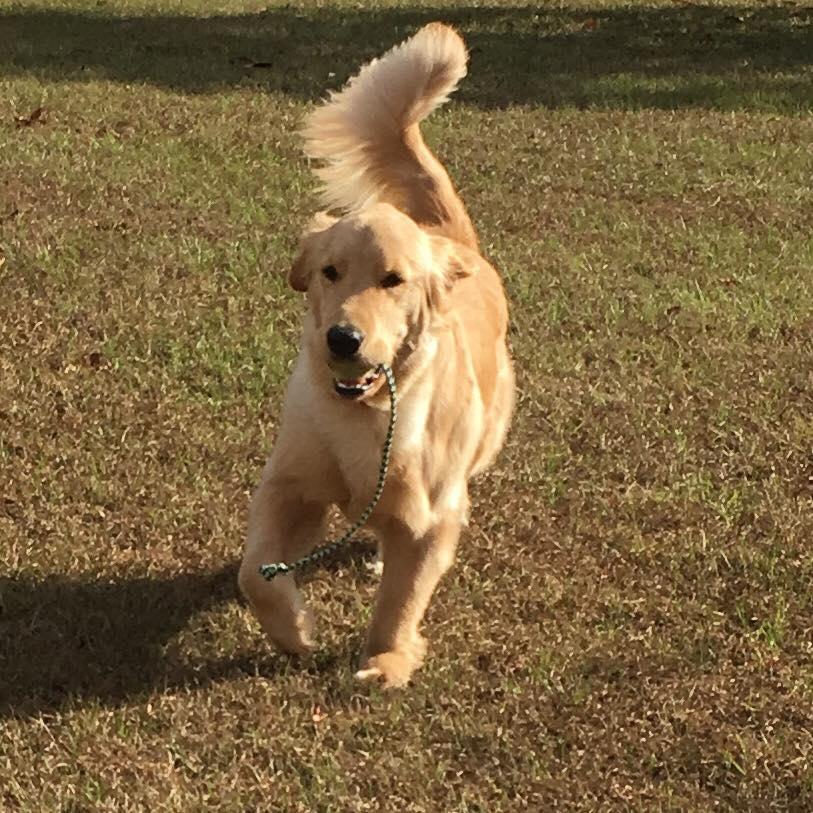 Granny's Animal Camp