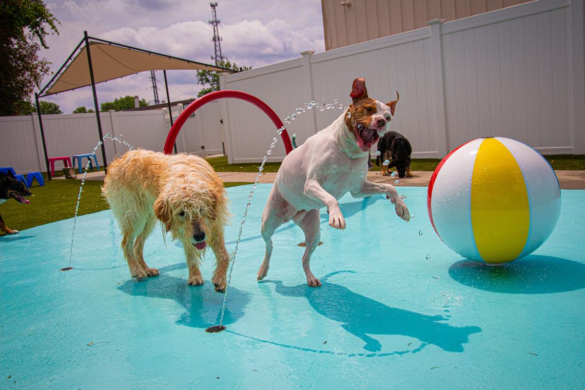 Dog daycare sale belmont