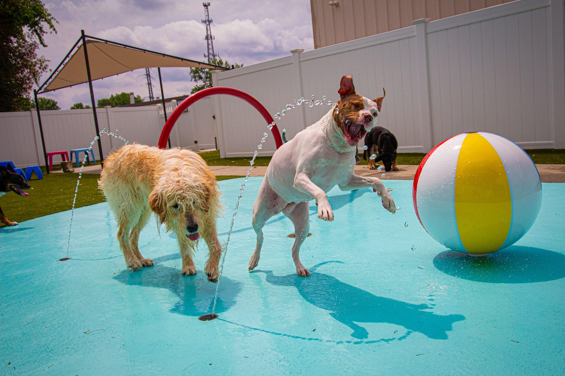 Pet Friendly Puptown Charlotte