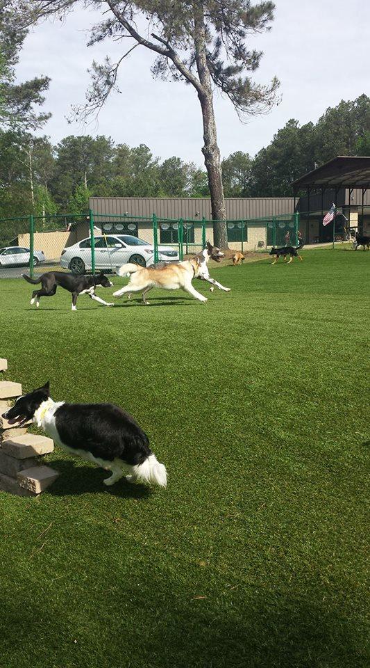 Pet Lodge Pet Resort