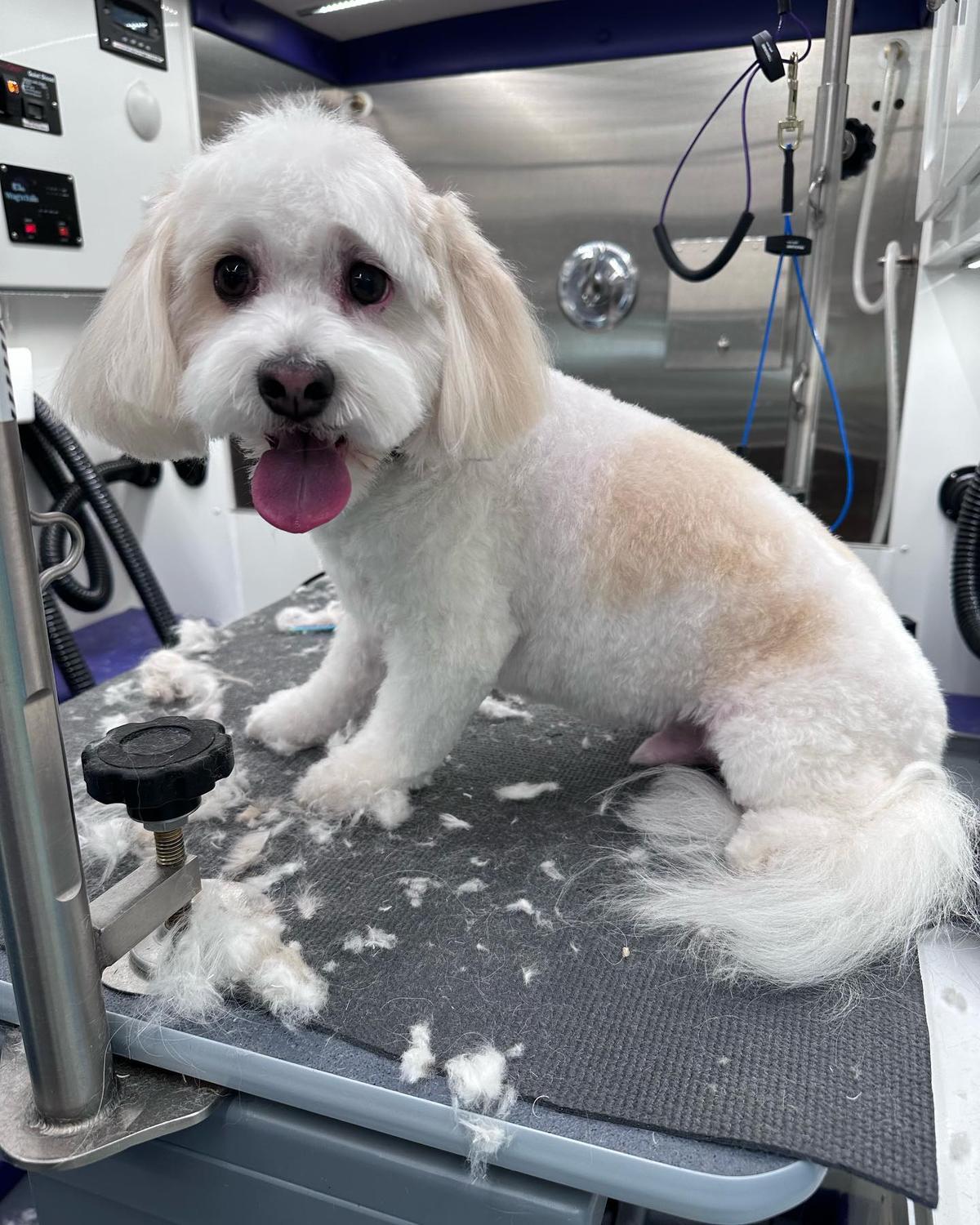 Directory of Dog Grooming in Rhode Island BringFido