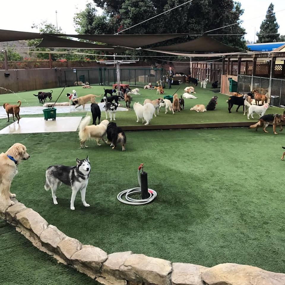 The Bone Adventure Backyard