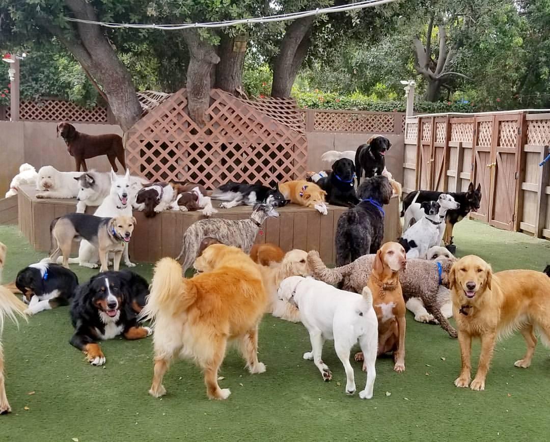 The Bone Adventure Backyard