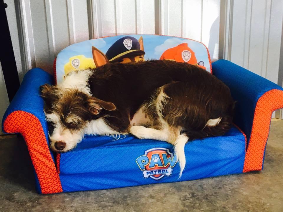 Directory Of Doggie Daycare Boarding In Hendersonville Nc Bringfido
