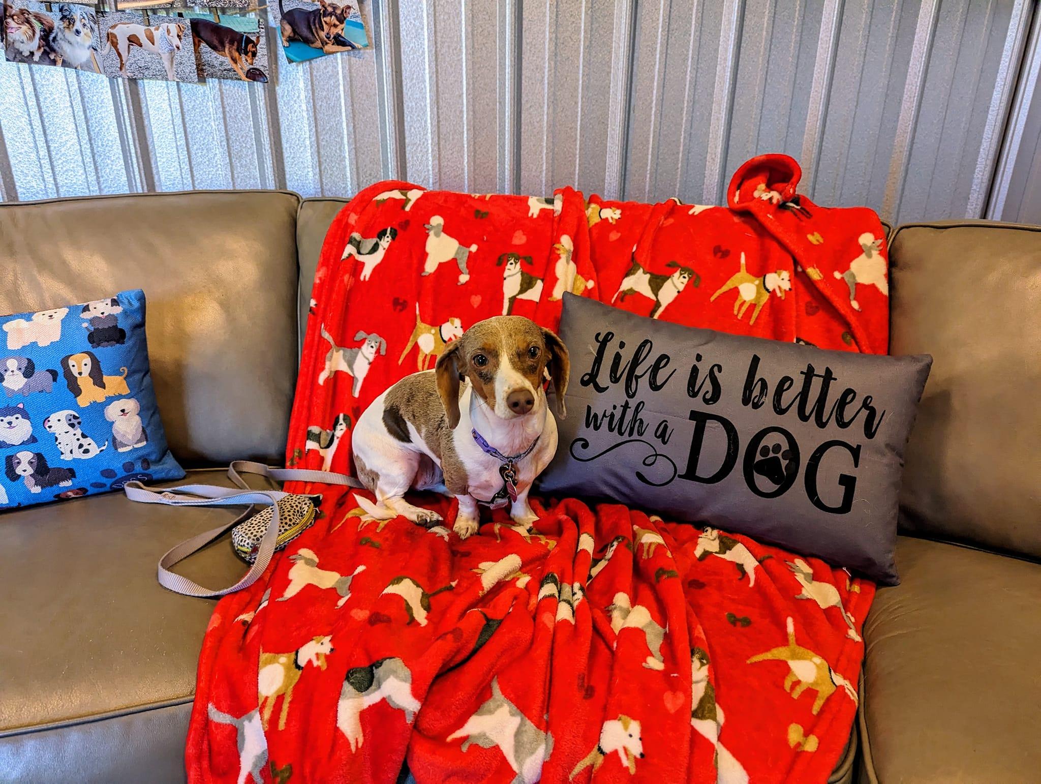 Pet Friendly Fetch Dog Daycare & Boarding