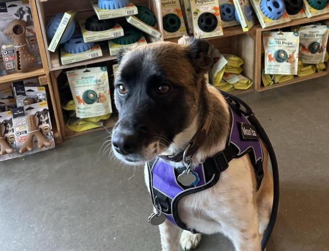Pet Friendly Polkadog Bakery