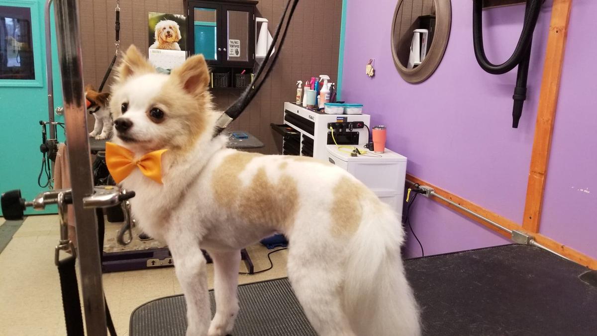 Southern belle pet grooming & discount spa services