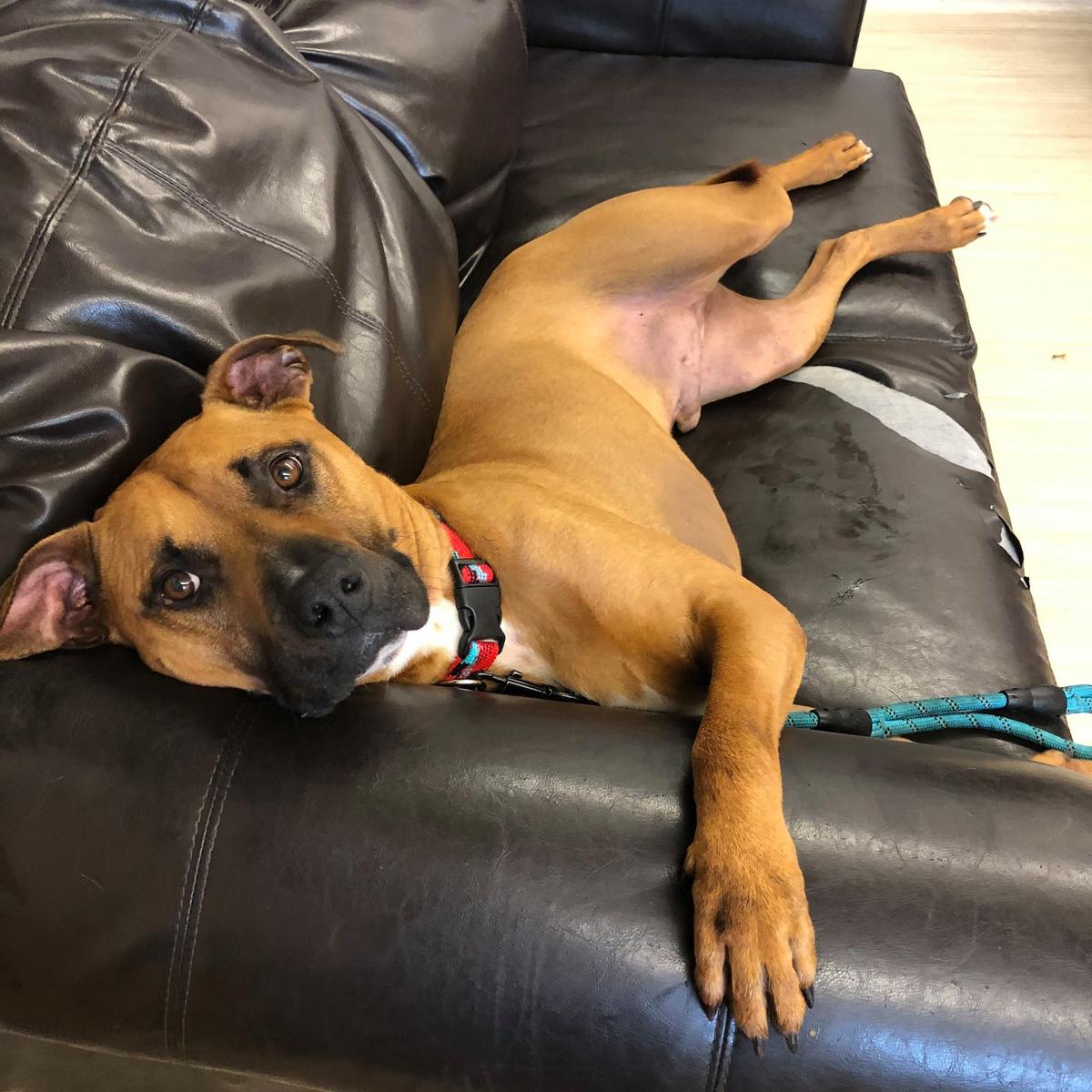 Alaska Spca Adoption Center