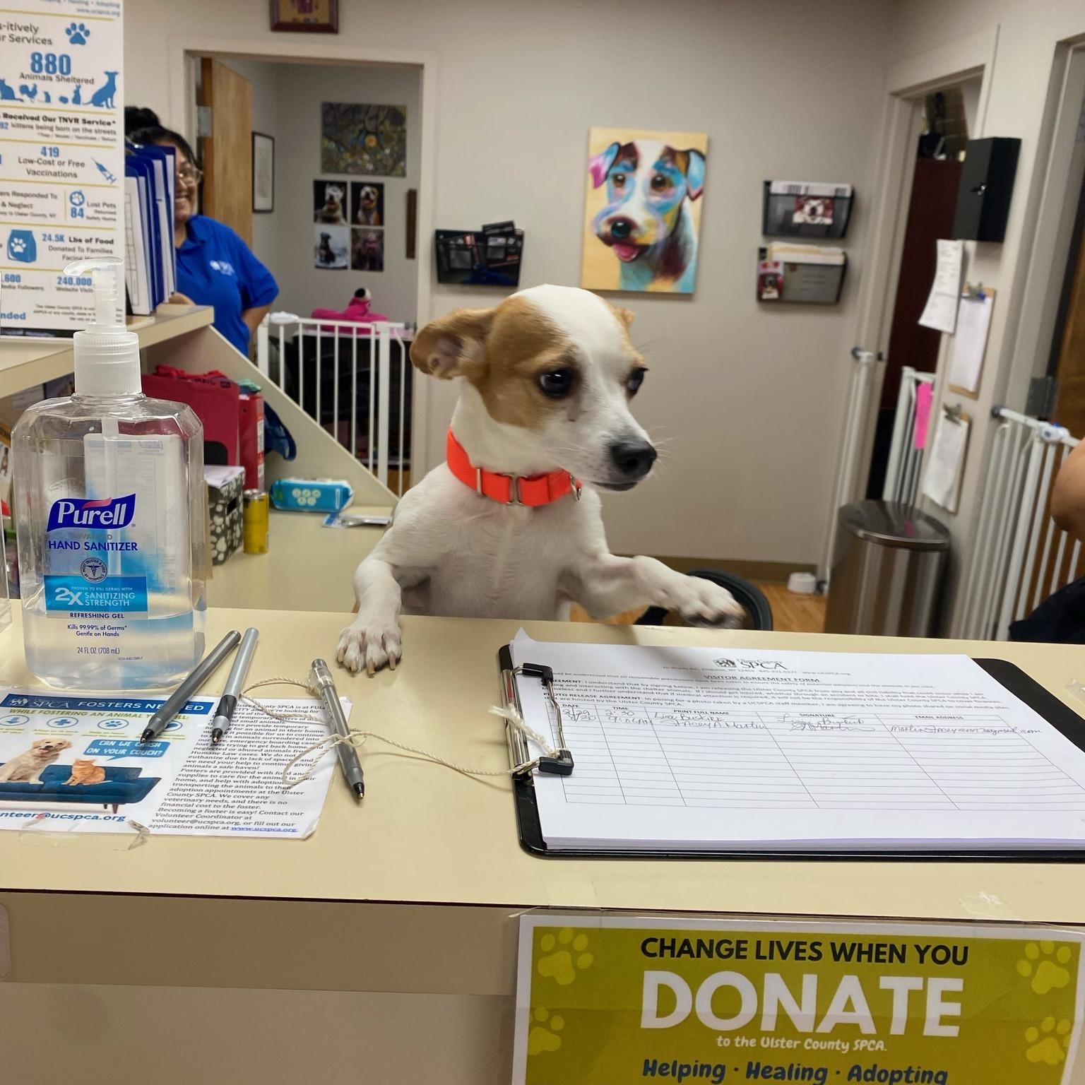 Pet Friendly Ulster County SPCA