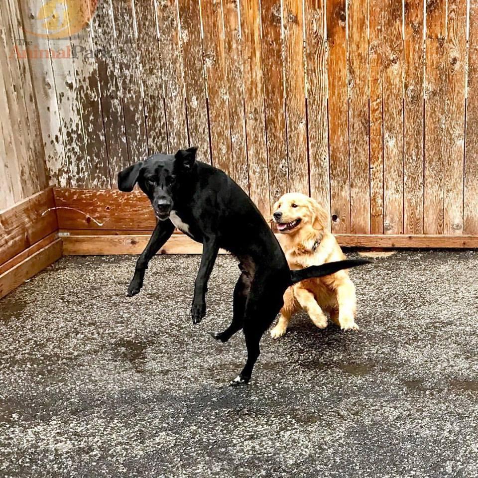 Directory Of Pet Businesses In Farr West Ut Bringfido