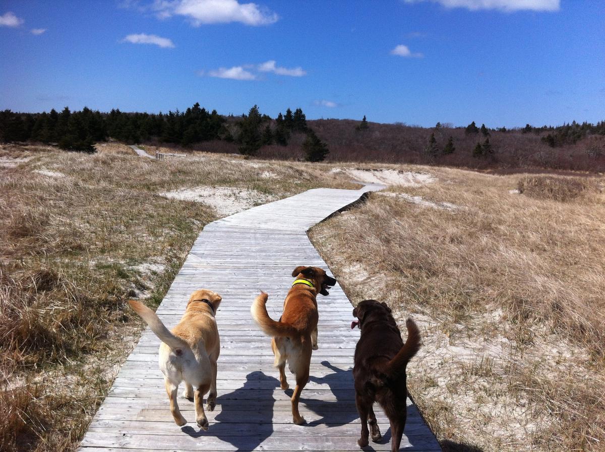 Sirius Dog Walking