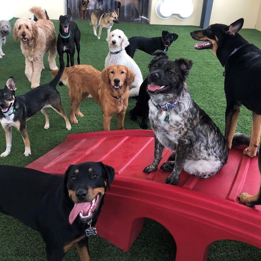 Cedar hill shop doggie daycare