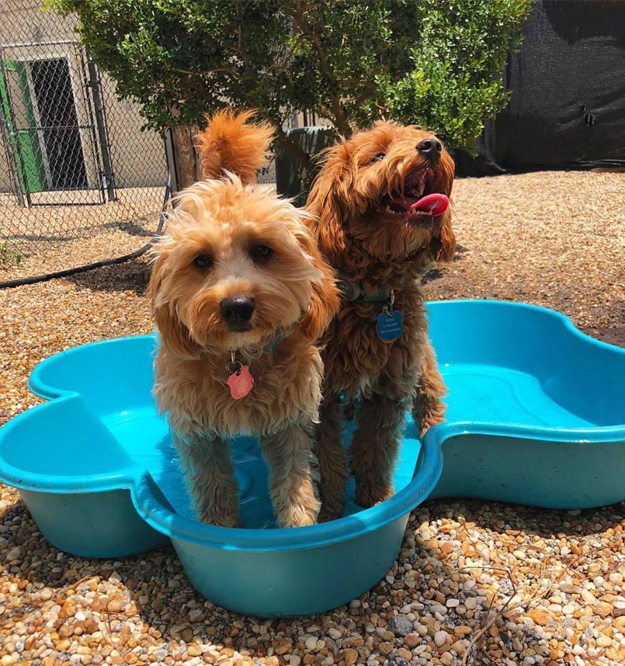 Directory of Doggie Daycare Boarding in Hilton Head Island SC