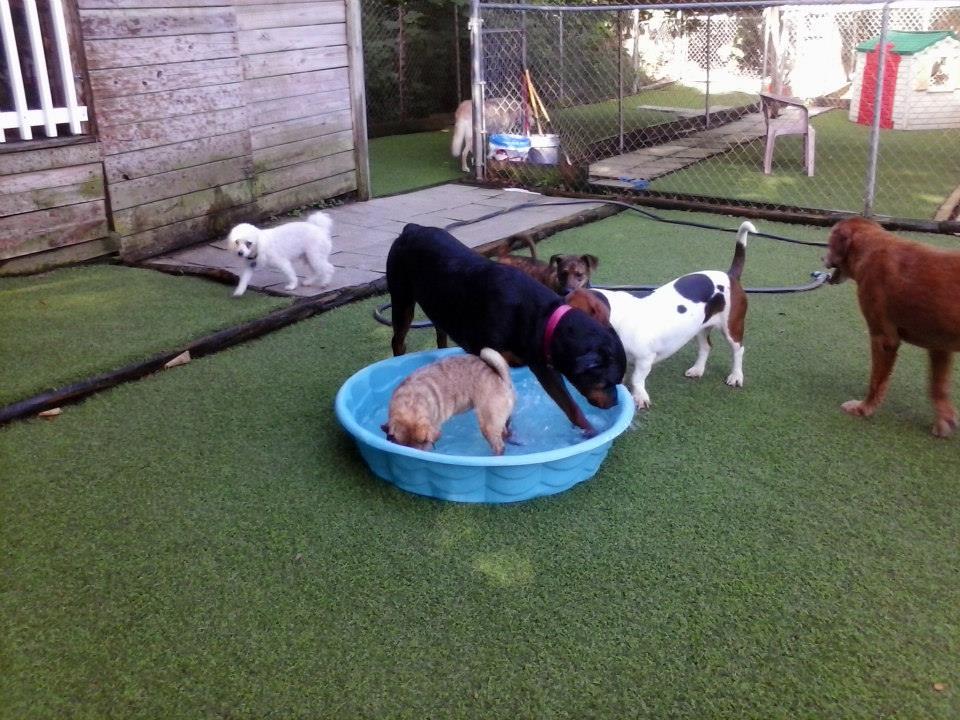 Directory of Doggie Daycare Boarding in Disney World FL BringFido