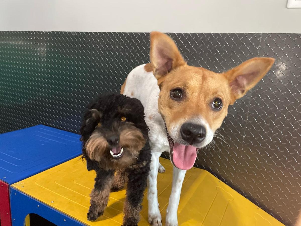 Directory of Doggie Daycare Boarding in Union NJ BringFido