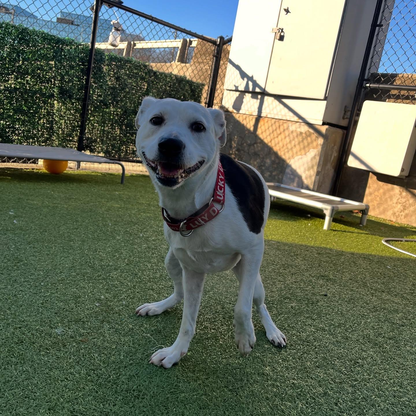 Pet Friendly Lucky Dog Refuge