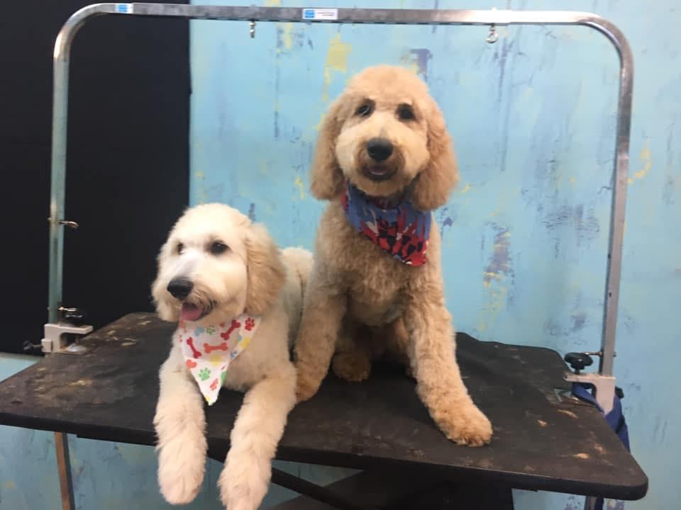 Pet Friendly Edinburgh Grooming and Doggie Daycare