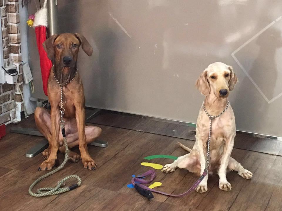 pet safari nex grooming