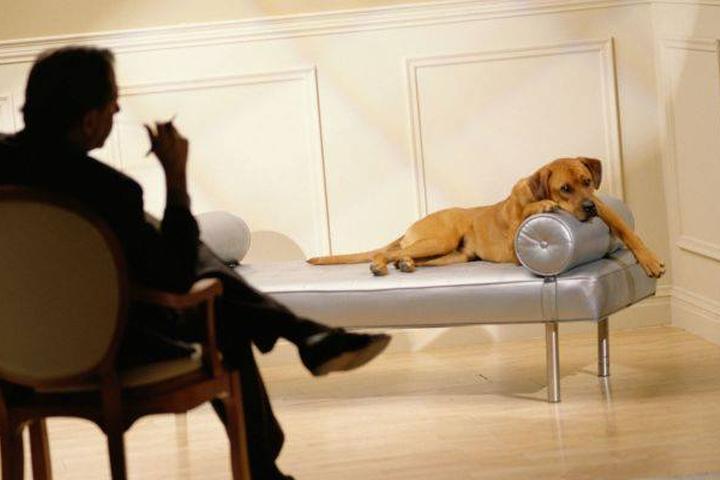 Pet Friendly C.H.A.C.O. Dog Training & Behavior Consulting