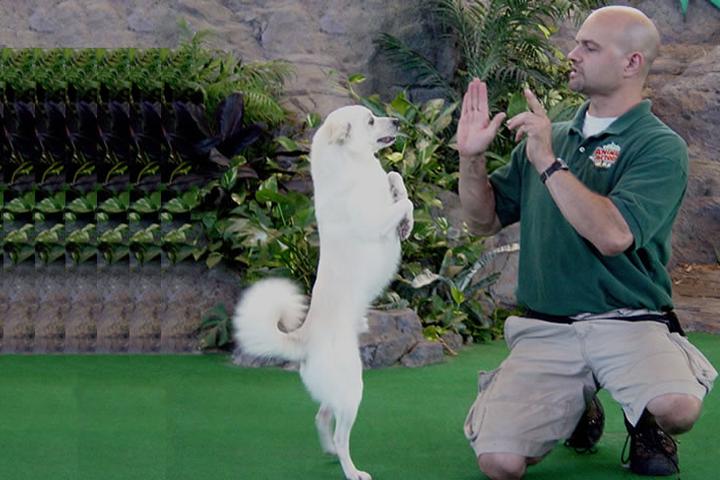 Dog Friendly Winter Garden Fl Bring Fido Pet Friendly Model Behavior In Winter Garden Fl